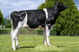 HGH 85165 CLAYTON ET