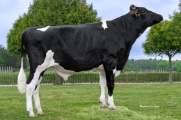HGH 41801 GOLDSTAR ET