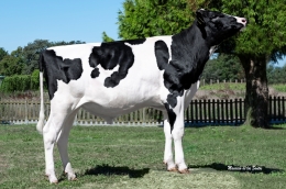WILDER POWERMATE ET
