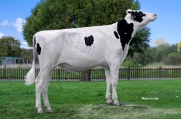 JBTOULLEC ULOKA JBT ET