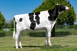 VENOM EFP GOODE 