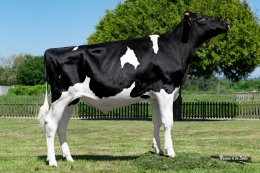 VISSTEIN 3STAR OH MIXED UP