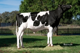 WEH 31859 VIVIPLUS ET