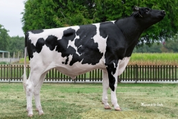 OH 51252 HALCON ET