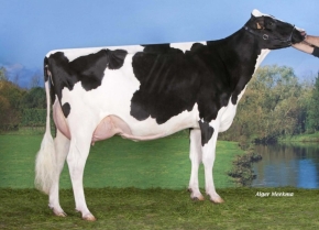 DKR BAYLA