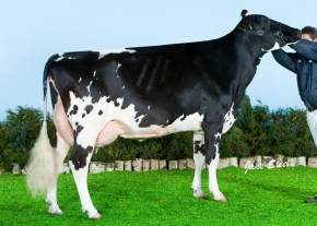 BERRYHOLME SHOTTLE FLO ET