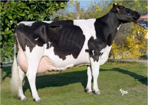 BEL IRON IRENE