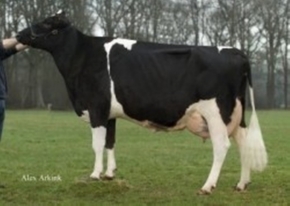 OELHORST COBA 762