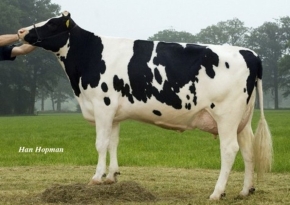 OELHORST COBA 935 ET