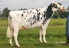 WILLEMSHOEVE RITA 420