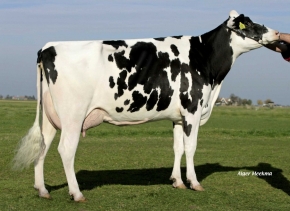 HEIDENSKIPSTER GOLDWYN DESTINY