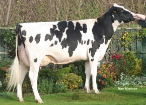 TEXEL BEAUTY SHOTTLE CHOICE ET