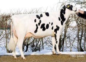 GIESSEN CINDERELLA 20 TY ET