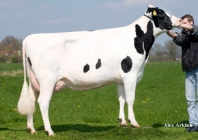 HOLBRA BOLTON PAULONA
