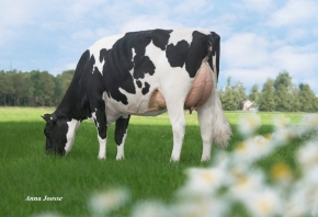 DE OOSTERHOF DG ROSE D