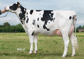 VENDAIRY LIDIA 4