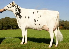 ZANDENBURG SNOWMAN CAMILLA