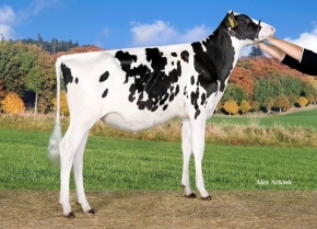 DKR BARBELLE ET