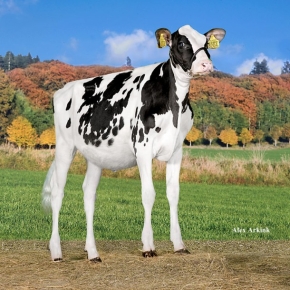 DKR BARBELLE ET
