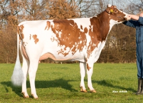VISSTEIN K&L SV ADERINA RED ET