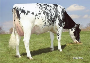 LARCREST COSMOPOLITAN