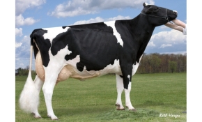 REGANCREST CINDERELLA