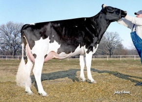 MISS ELEGANT DELIGHT ET