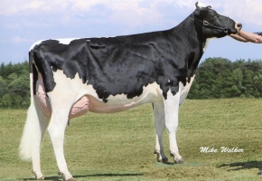 COYNE-FARMS DORCY JEAN