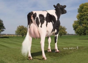 MS M-P DOLCE PRUDENCE ET