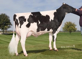 MS M-P DOLCE PRUDENCE ET