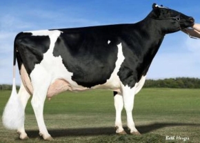 KHW GOLDWYN AIKO ET