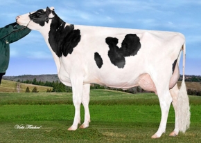 ROSEDALE WHITE ROSE ET