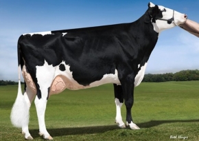 KHW SUPER ADERYN ET