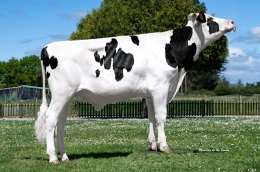 GRILLE SUNRISE SUNNY FIV ET   