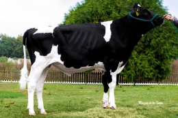 3STAR POPPE GIGANTIC